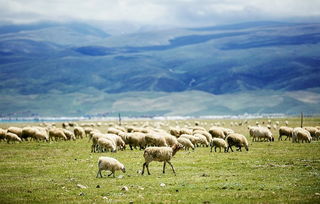 銀河升起的地方, 桃子 就會(huì)生長(zhǎng)的地方 20年的好基友